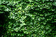 Texture Feuilles Lierre Wall Decal