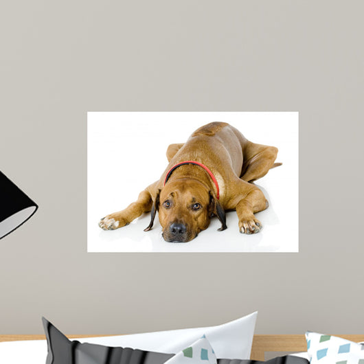 Dog Lying down Wall Decal