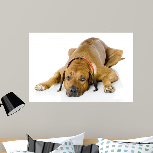 Dog Lying down Wall Decal