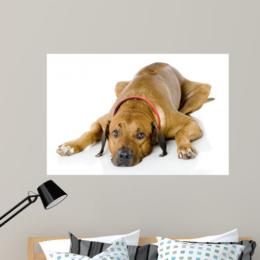 Dog Lying down Wall Decal
