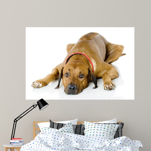 Dog Lying down Wall Decal