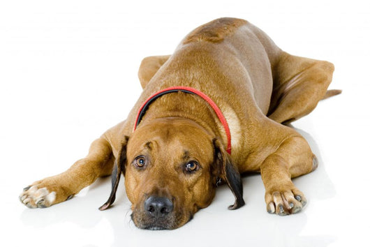 Dog Lying down Wall Decal