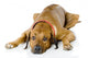 Dog Lying down Wall Decal