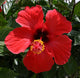 Red Hibiscus Wall Decal