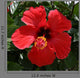 Red Hibiscus Wall Decal