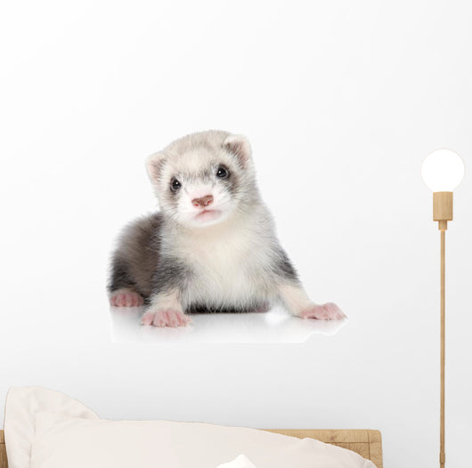 Ferret Puppy Wall Decal