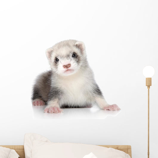 Ferret Puppy Wall Decal