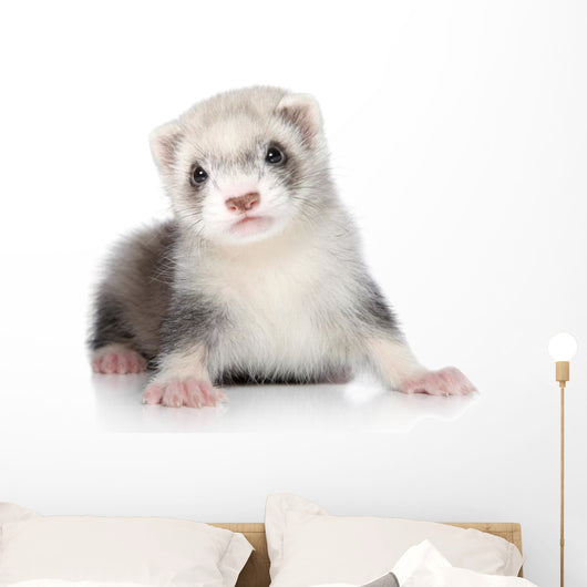 Ferret Puppy Wall Decal
