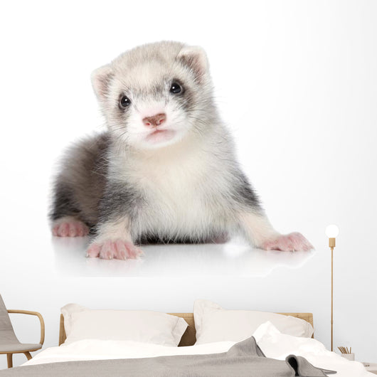 Ferret Puppy Wall Decal