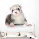 Ferret Puppy Wall Decal