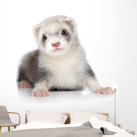 Ferret Puppy Wall Decal