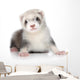 Ferret Puppy Wall Decal