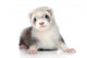 Ferret Puppy Wall Decal
