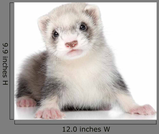 Ferret Puppy Wall Decal