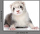 Ferret Puppy Wall Decal