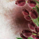 Tulips Grunge Design Wall Decal