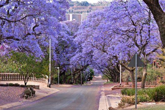 Jacaranda Trees Wall Decal