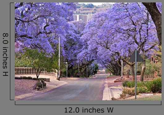 Jacaranda Trees Wall Decal