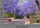 Jacaranda Trees Wall Decal