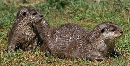 Small-clawed Otter 8 Wall Decal