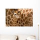 Baby Giraffe Wall Decal