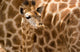 Baby Giraffe Wall Decal