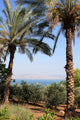 Sea Galilee Wall Decal