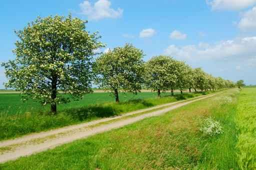 Friesische Fr Hlingslandschaft Wall Decal