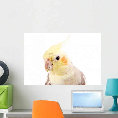 Beautiful Parrot with Gray Wall Decal shown on a wall