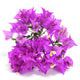 Bougainvillea Wall Decal