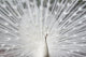 White Peacock Wall Decal