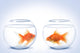 2 Goldfische Wall Decal