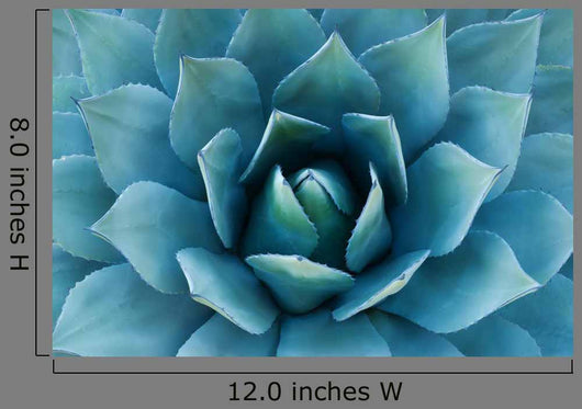Agave Plant Wall Decal