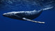 CG Rendered Whale Underwater Wall Decal