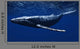 CG Rendered Whale Underwater Wall Decal