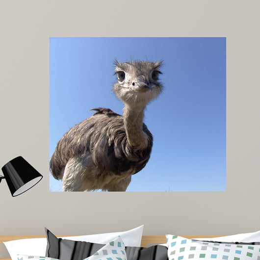Curious Ostrich Wall Decal