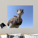 Curious Ostrich Wall Decal