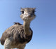 Curious Ostrich Wall Decal