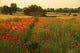 Field Poppy Wall Decal