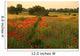 Field Poppy Wall Decal