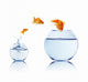 Gold Fish Fishbowl Wall Decal Design 2