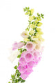 Purple and White Foxglove Wall Decal
