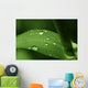 Leaf with Water Drops Wall Decal