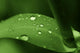 Leaf with Water Drops Wall Decal