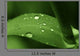 Leaf with Water Drops Wall Decal