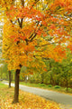 Autumn Park Wall Decal