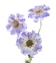 Purple Scabiosa Flowers Wall Decal