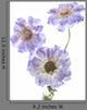 Purple Scabiosa Flowers Wall Decal