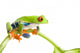 Frog Stem Wall Decal