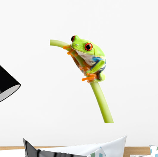 Red-eyed Tree Frog Wall Decal